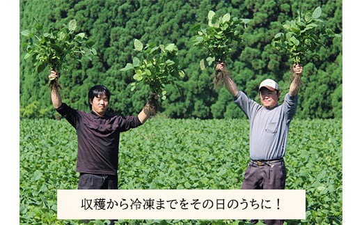 国産『冷凍えだまめ(3kg)』 自社農場生産の枝豆 時短調理につながる冷凍野菜  TF0296