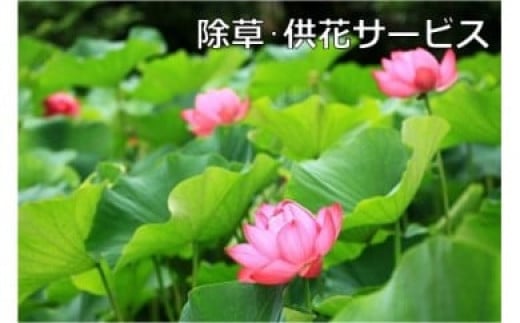 
ご先祖見守りサービス：除草・供花サービス～お墓の管理をお手伝いします～
