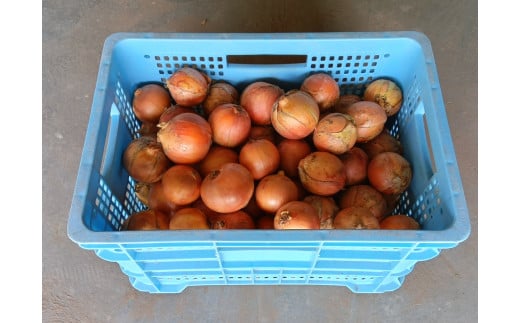 【遠別農業高校】授業収穫品「玉ねぎ 10kg」M〜 2L玉混合