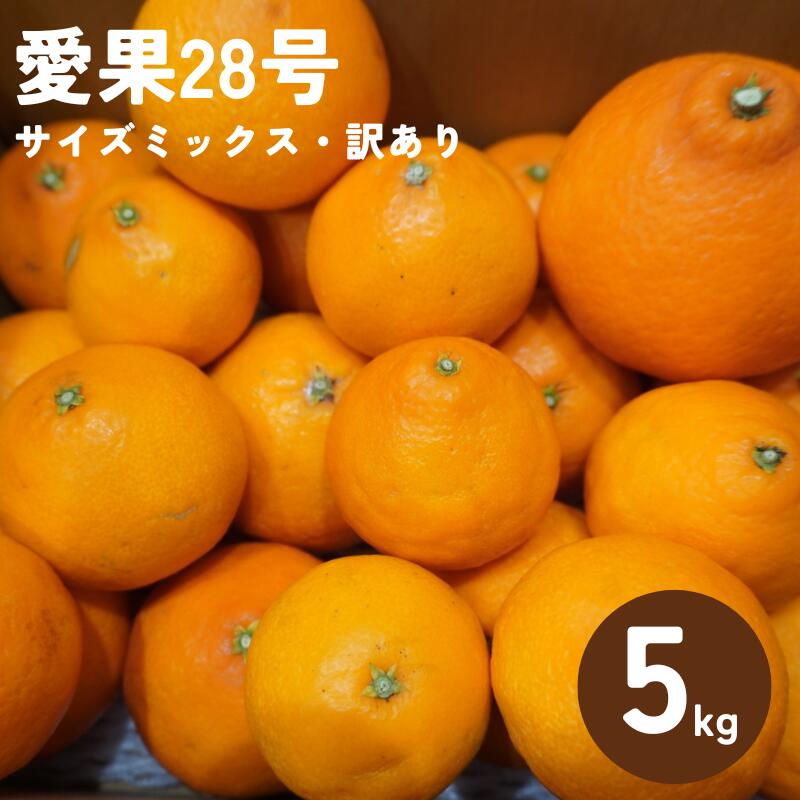 【ふるさと納税】訳あり 愛果28号 5kg サイズミックス 【2025年12月以降発送】みかん 愛媛 数量限定 先行予約 柑橘 伊予市｜B220