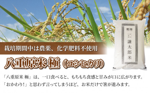 【令和7年産】八重原産コシヒカリ白米「極」8kg（栽培期間中農薬化学肥料不使用）【太陽と大地】※2025年10月中旬以降発送