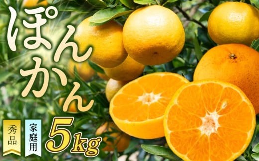 
                  【先行予約】 ポンカン 5kg 訳あり 秀品 家庭用 贈答用 8500円~ 椪柑 みかん ミカン 浦ノ内 ぽんかん 産地直送 果物 フルーツ 規格外 常温 みかん 柑橘 くだもの ミカン 果肉 蜜柑 みかん 果物 ふるさと納税 フルーツ 先行予約 国産 産地直送 果物類 果物の詰合せ みかん 柑橘類 みかん 発送 2027年 1月 中旬~ なくなり次第終了 高知県 須崎市
                