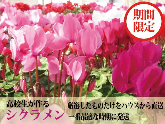 
【期間限定】阿蘇の高校生が愛情込めて育てたシクラメン（5号鉢)
