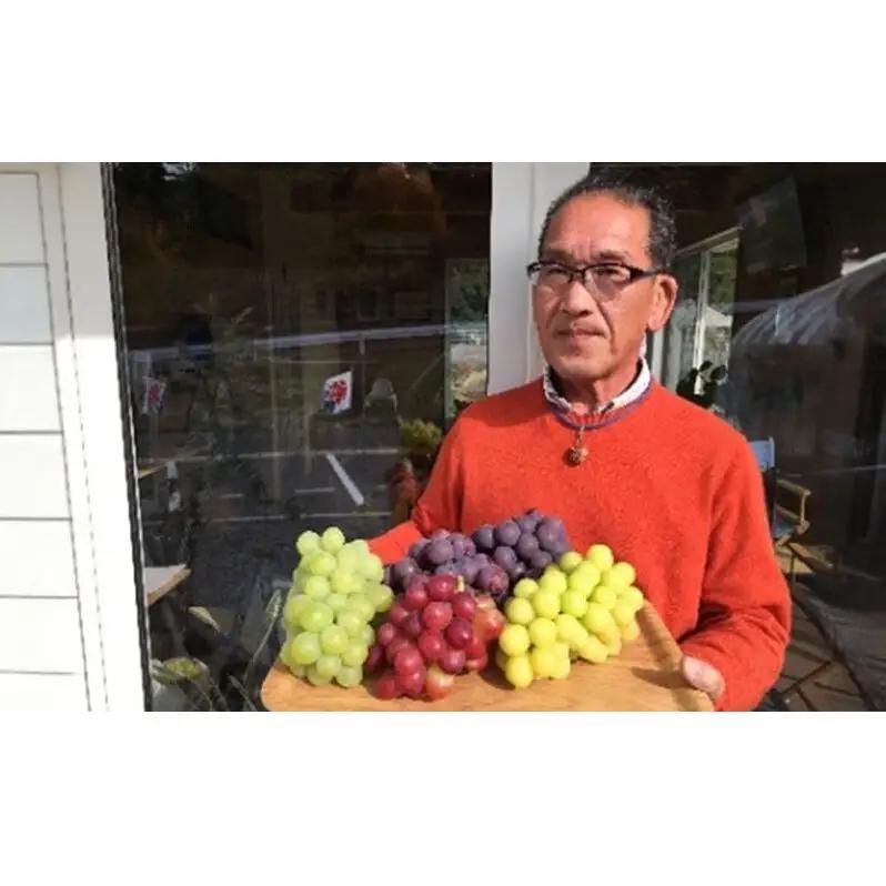 ぶどう 2026年 先行予約 シャイン マスカット 1房 約600g 岡山県産 シャインマスカット