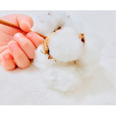 ふるさと納税 岸和田市 【シングル】ふんわりグラデーション タオルケット (140×190cm)ブルー SNT-9 |  | 03