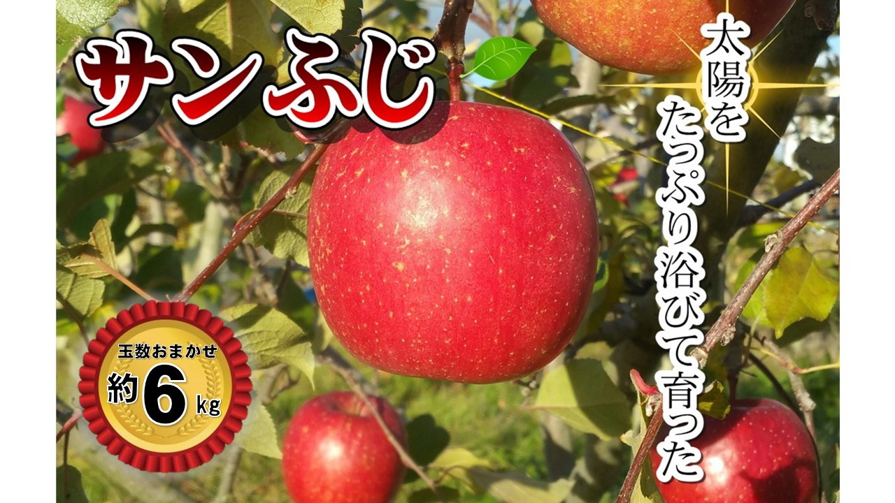 
【予約受付/11月下旬発送開始予定】晩成 りんご 「 サンふじ 」玉数おまかせ6kg(14玉〜20玉)【光センサー選果・品質保証】
