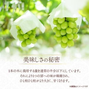 ぶどう シャインマスカット 種なし 計約1kg 2房 ぶどう