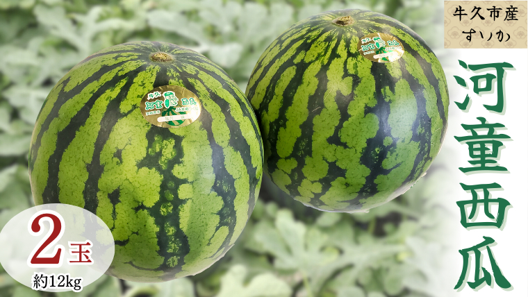 《 先行予約 》 牛久市産 河童 西瓜 L 2玉 ( 約 12kg ) 【 2026年6月中旬発送開始 】 果物 フルーツ Lサイズ スイカ すいか 期間限定 旬 国産 アイス シャーベット [DV008us]