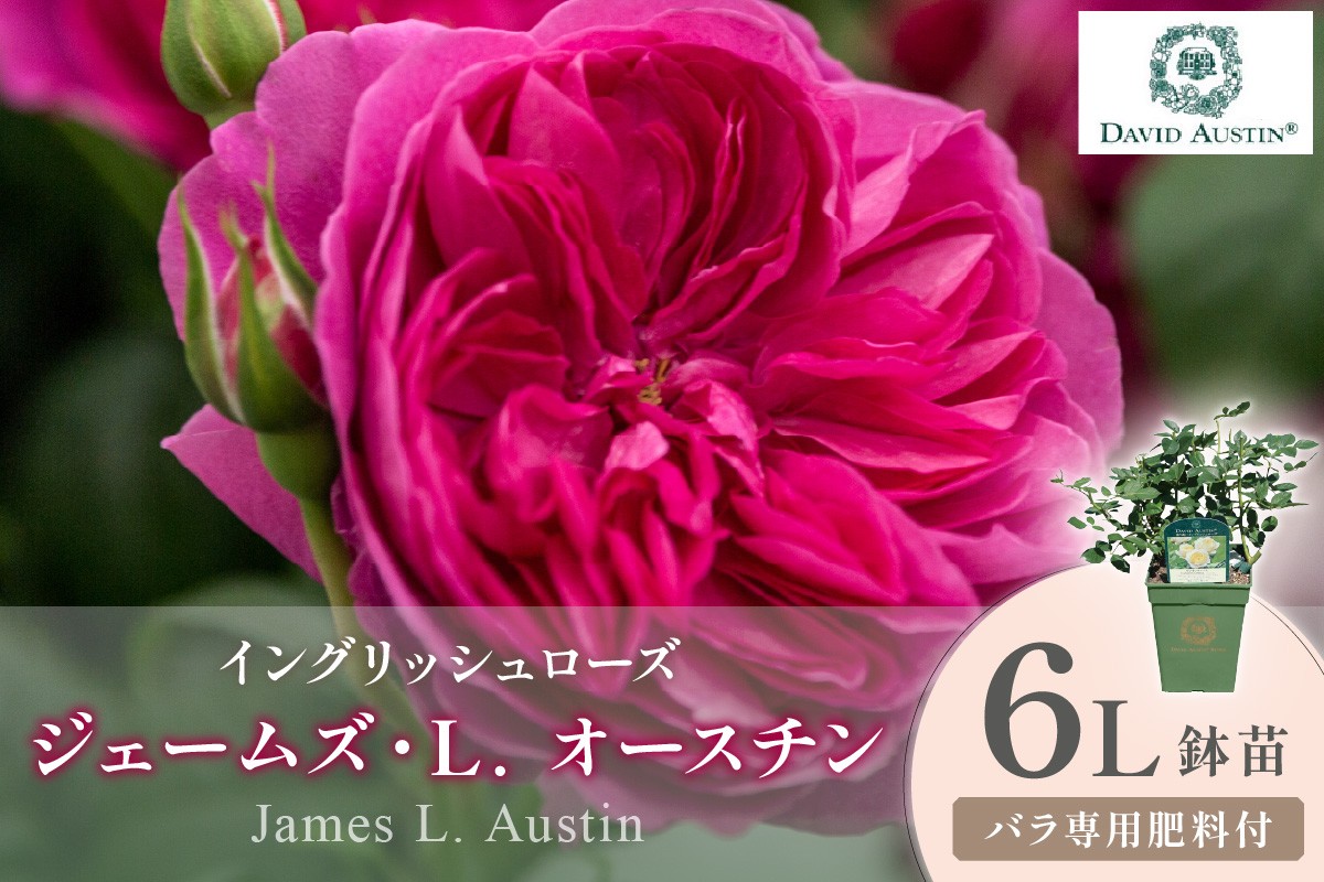 
                  【イングリッシュローズ】デビッド・オースチン ジェームズ・L. オースチン 6L鉢苗（バラ専用肥料付）【025D-056】
                
