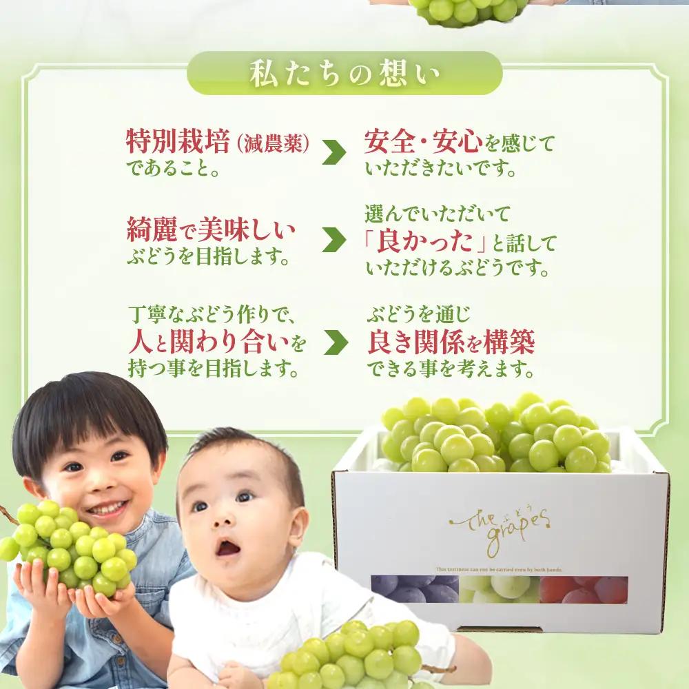 特別栽培 減農薬 シャインマスカット1㎏ 山梨シャインマスカット