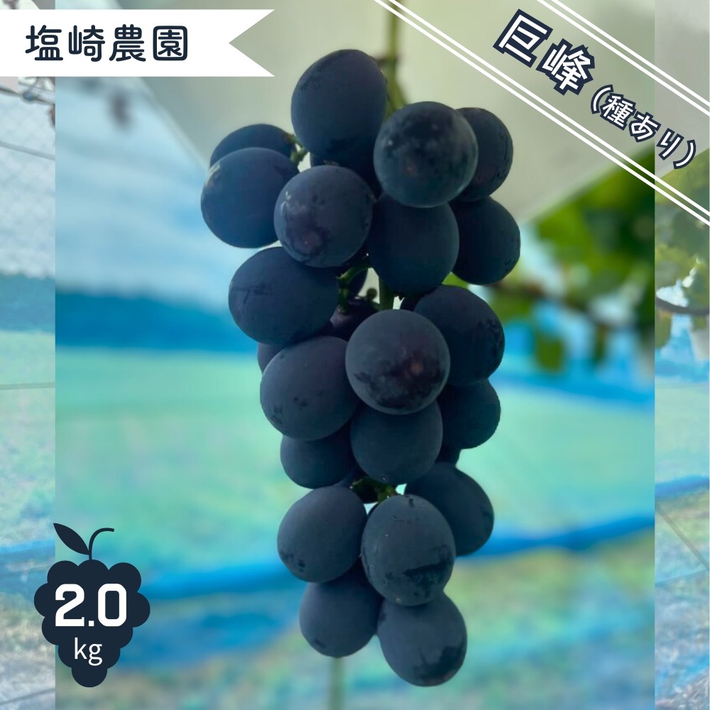 
                  先行予約 巨峰 （種あり）2kg フルーツ先行予約 巨峰先行予約 2026年産 埼玉県伊奈町産  塩崎農園 ブドウ ぶどう 葡萄 果物 フルーツ 数量限定
                