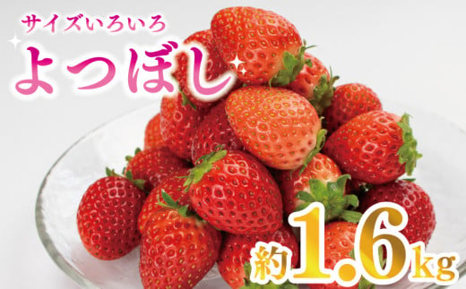 先行予約 訳あり いちご よつぼし 1.6kg 果物 フルーツ 苺 ストロベリー ケーキ アイス シャーベット ジェラート ゼリー ジュース ジャム スムージー 洋菓子 和菓子 お菓子 おやつ フルーツサンド フルーツ大福 苺大福 不揃い 規格外 家庭用 人気 オススメ お取り寄せ グルメ 徳島県 阿波市 チタチタストロベリーファーム