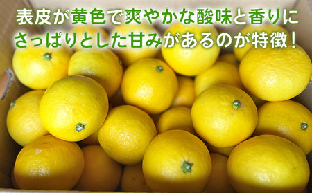 ＜ニューサマーオレンジ 家庭用 約10kg＞ 訳あり わけあり 自宅用 果物 フルーツ みかん ミカン 蜜柑 オレンジ 柑橘 にゅーさまーおれんじ 選べる 食べて応援 特産品 柑橘園柴田 愛媛県 西予