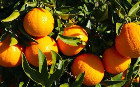 【濃厚】有田産不知火約4kg(2L～5Lサイズ混合) ※2025年2月中旬～3月上旬頃に順次発送予定