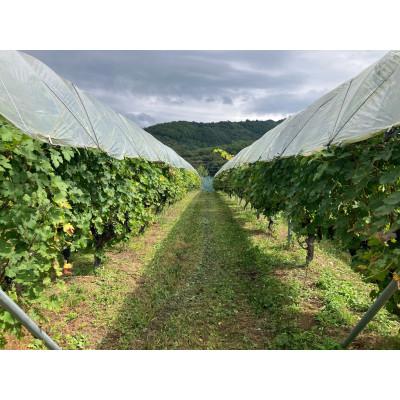 ふるさと納税 花巻市 「早池峰の恵み」モリタワイン ツヴァイゲルト・レーベ 2016 ダム貯蔵・熟成ワイン |  | 01