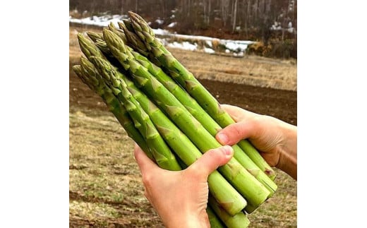 北海道岩見沢産グリーンアスパラ 2Lサイズ1kg