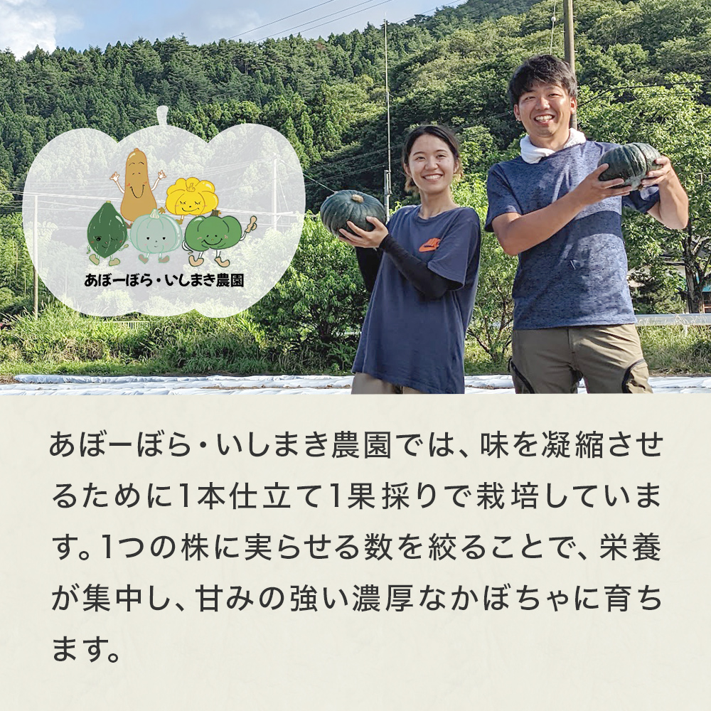 石巻伝承野菜 かぼちゃ ダークホース 5キロ 3～4玉 カボチャ 南瓜 野菜 石巻産 国産 甘い 濃厚 おかず スープ 宮城県 宮城 石巻市 石巻