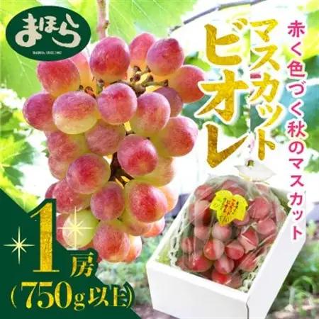 【2026年度発送分】早起き農家の直送便　上出来マスカットビオレ1房【配送不可地域：離島・北海道・沖縄県】【1519569】