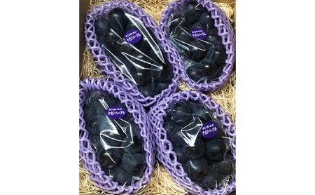 【2026年先行予約】厳選 長野県産 ナガノパープル たっぷり3~4房 約2kg ナガノパープル