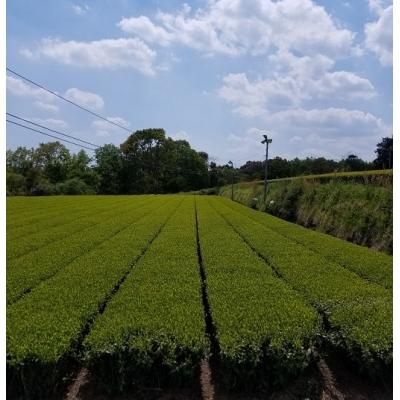 ふるさと納税 西都市 【新茶】お茶農家直送　初摘み新茶3本セット[2520] |  | 02