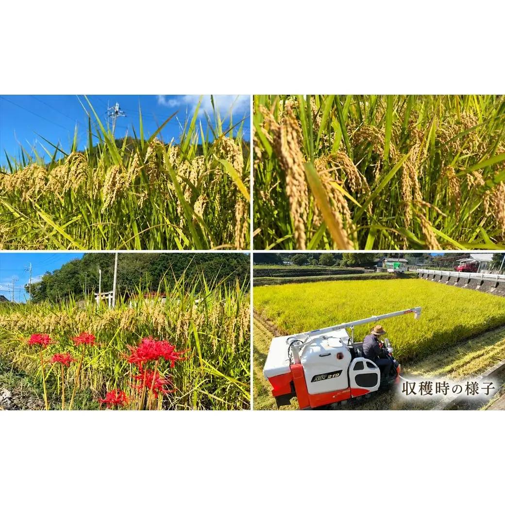 【早期予約 10月上旬から順次出荷】令和8年産 新米 精米 兵庫県産 縁結び 10kg (5kg×2袋) ご縁米