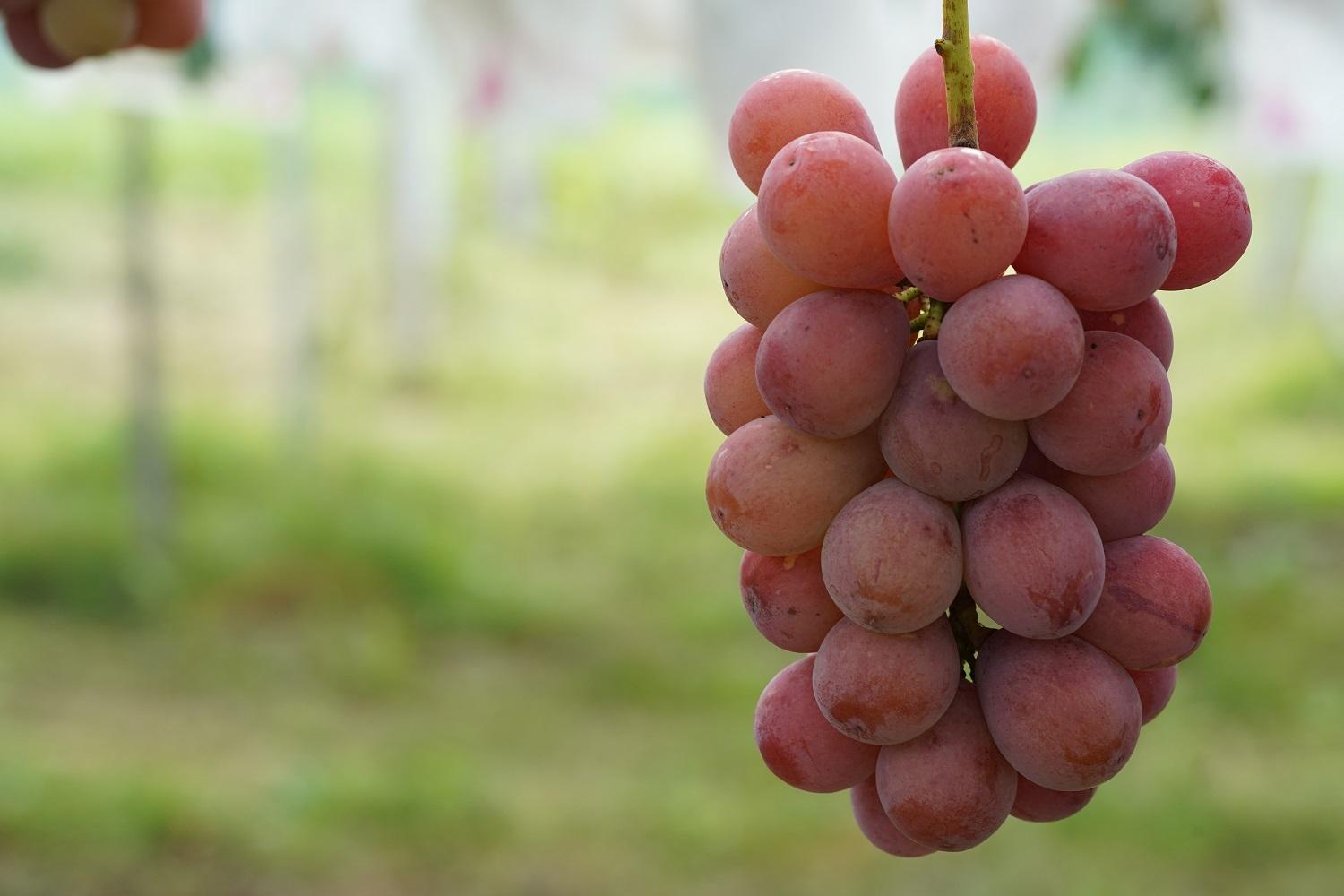 厳選 クイーンニーナ 1.0kg以上 2房 産地直送 朝採れ ぶどう 葡萄 KAWAHARA Green Farm 岡山県産 2025年