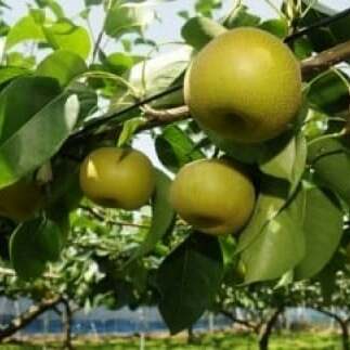 D001 船橋のなし「幸水」