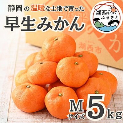 【ふるさと納税】【先行予約】【11月上旬より順次出荷予定】早生みかん約5kg Mサイズ〔鈴木農園〕【1510109】