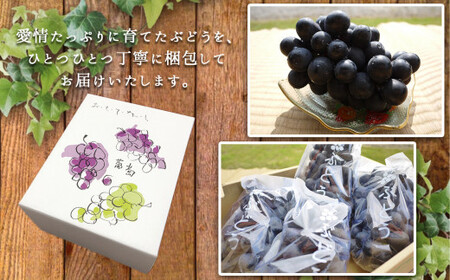 ぶどう ピオーネ 1kg 《 東ぶどう園 》 | 果物 くだもの フルーツ ぶどう 葡萄 ブドウ 熊本 玉名