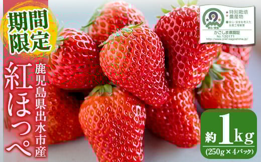 i403 ＜2026年1月上旬から4月上旬の間に発送！＞【期間・数量限定】いちご紅ほっぺ(計約1kg・250g×4P) いちご 苺 イチゴ 果物 くだもの フルーツ 旬 甘酸っぱい 紅ほっぺ 鹿児島県産 高尾野産 高床式栽培 【山ん神】