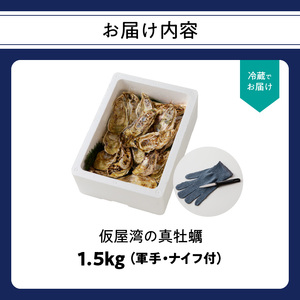 仮屋湾の真牡蠣 1.5kg【殻付き】（12月配送）【D010-12】