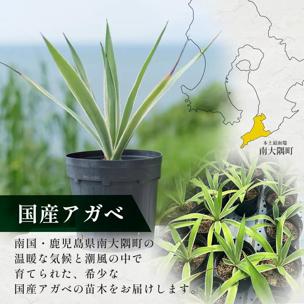 アガベ 約30cm～35cm/白閃光(ハクセンコウ) DS-3｜多肉植物 観葉植物 ガーデニング インテリア モダン 北欧風 国産 育てやすい 送料無料 鹿児島県 南大隅町 株式会社デラセーラ