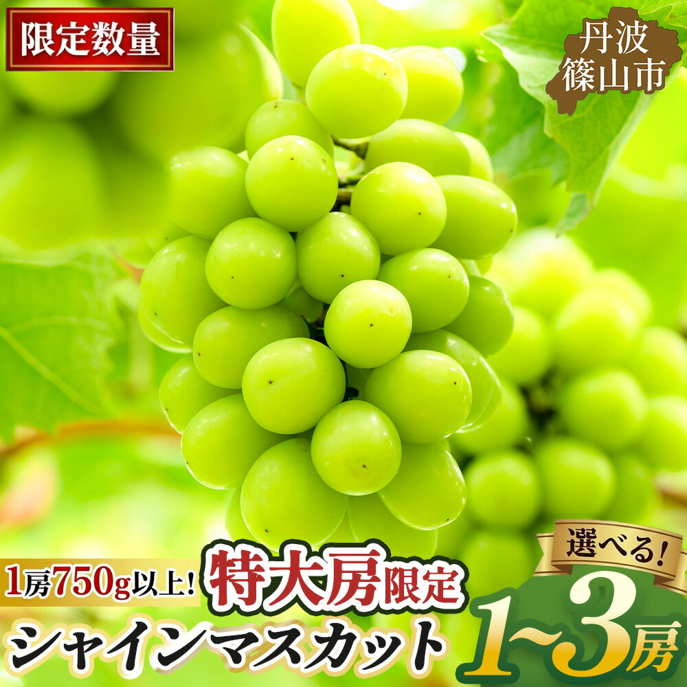 【ふるさと納税】〈早期予約 数量限定〉シャインマスカット 丹波篠山産 （1房~3房 750g~2kg以上） | 兵庫県 丹波篠山市 マスカット 農家直送 期間限定 旬 果物 フルーツ ぶどう 葡萄 くだもの マスカット