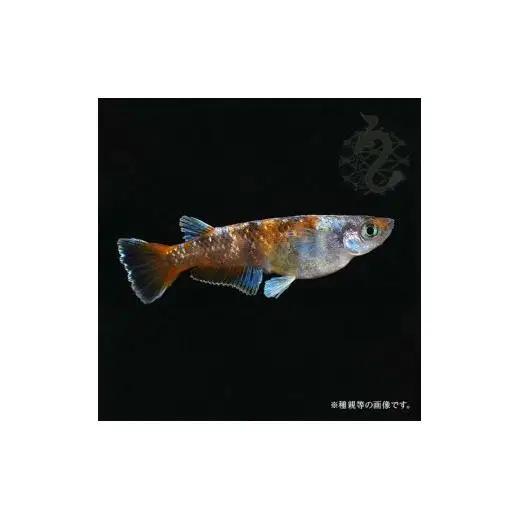 メダカ「朱光菊（Aクラス）」3ペア