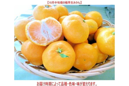 【0258-5】極早生みかん 10kg 和歌山産