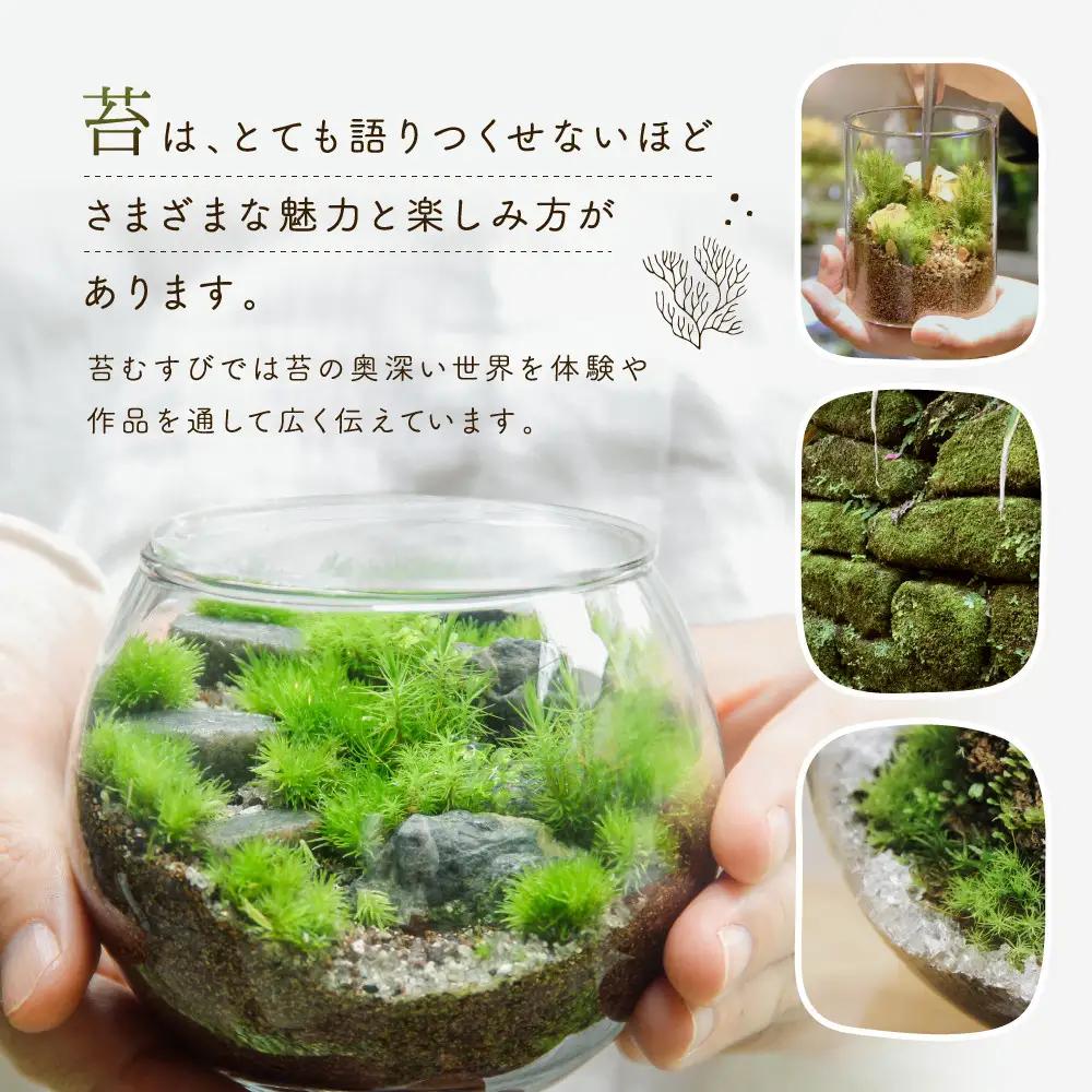 【渓流編】苔テラリウム制作キット（ツール付き）