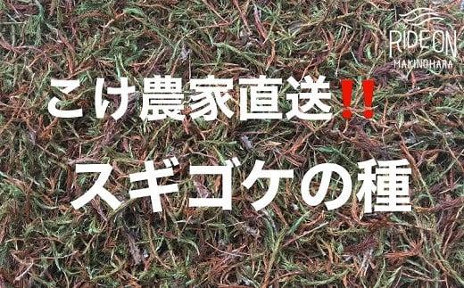 123-9 こけ専門農家直送!!スギゴケの種5L