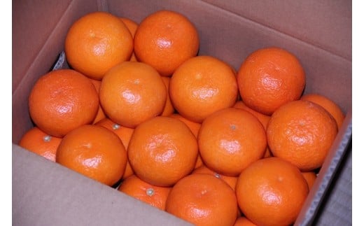 【先行受付】極上の柑橘「天草」3～3.5kg 18～26玉入り 柑橘 みかん 蜜柑 ミカン フルーツ 果物 果実 カットフルーツ 天草 熊本県 上天草市 【2025年12月上旬～2026年1月上旬順次
