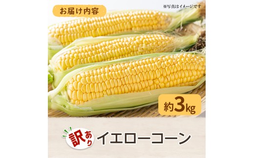 ＜先行予約！2027年6月上旬以降順次発送予定＞＜訳あり・家庭用＞イエローコーン(約3kg) 【man114-A】【Aglio nero】