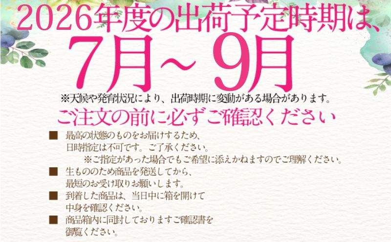 2026年予約受付中【3回定期便】 シャインマスカット 晴王 7月8月9月に1回づつ出荷  2房 1.4kg 人気 岡山県産 種無し 皮ごと食べる みずみずしい  フレッシュ 晴れの国 おかやま 果物