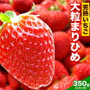 【ふるさと納税】完熟いちご大粒まりひめ約350g(1パック) 9粒 12粒 15粒 いずれか1パック よしむら苺ファーム 《1月中旬-4月中旬頃出荷》 和歌山県 岩出市 いちご 苺 イチゴ まりひめ 完熟 大粒