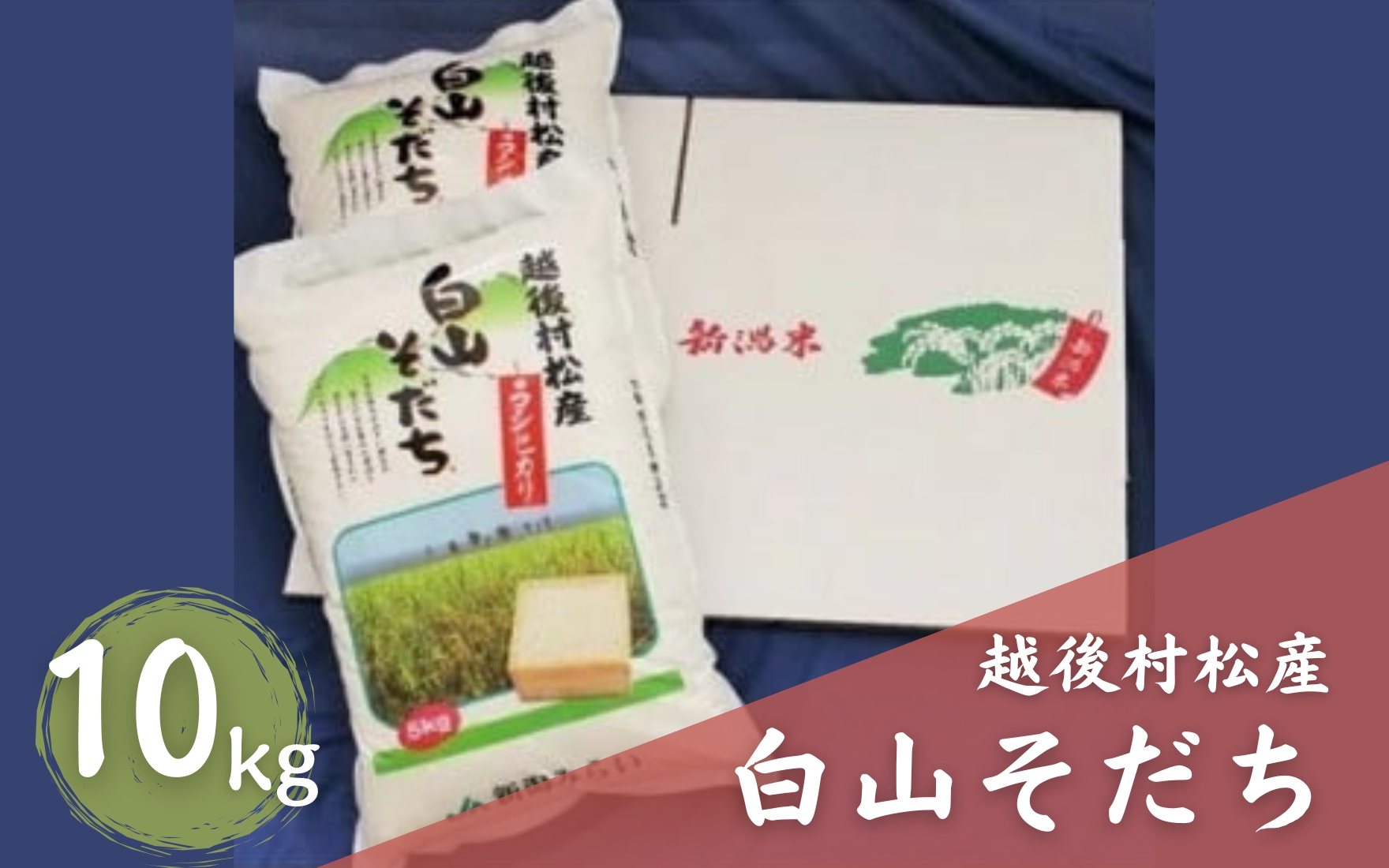 【令和7年産】五泉産コシヒカリ 「白山そだち」精米 10kg (5kg×2袋)　新潟県 五泉市 新潟かがやき農業協同組合