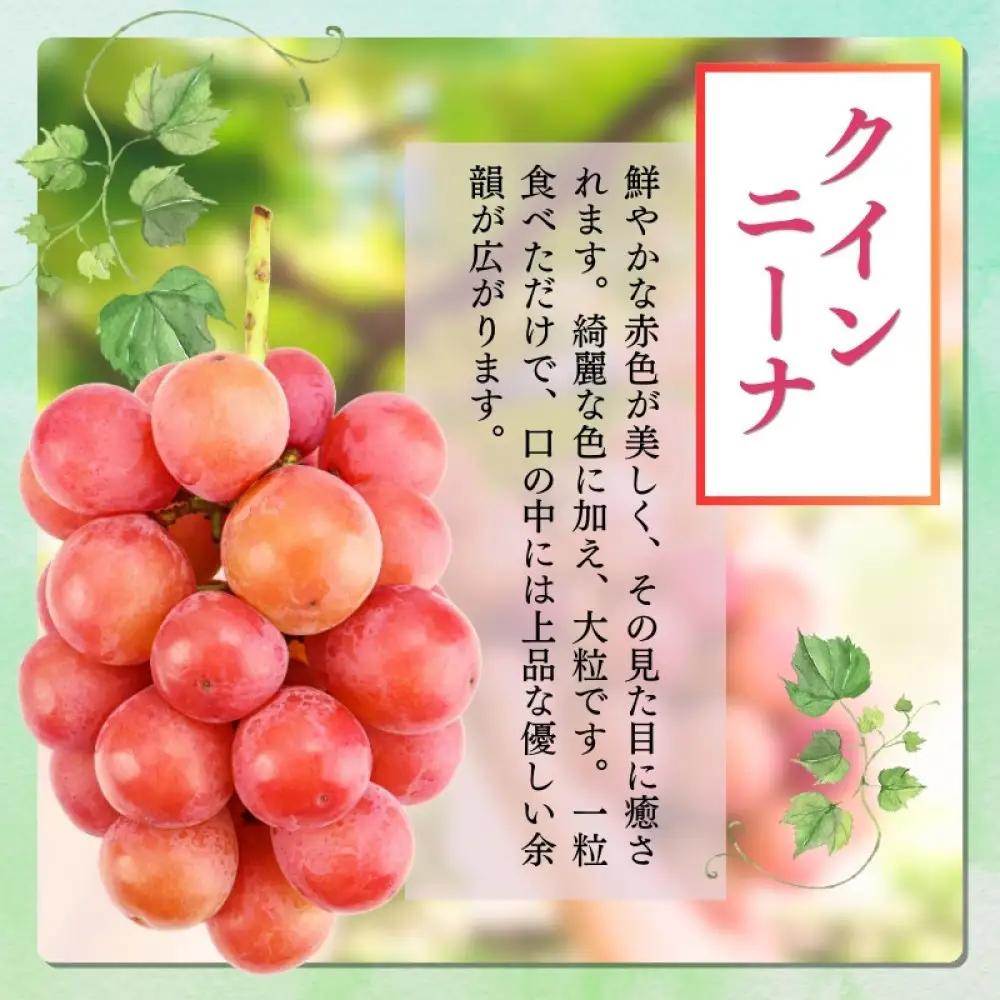 おかべ農園　長野市産 クイーンニーナ（贈答用） 2房【2026年9月下旬頃発送予定】  |ぶどう ぶどう