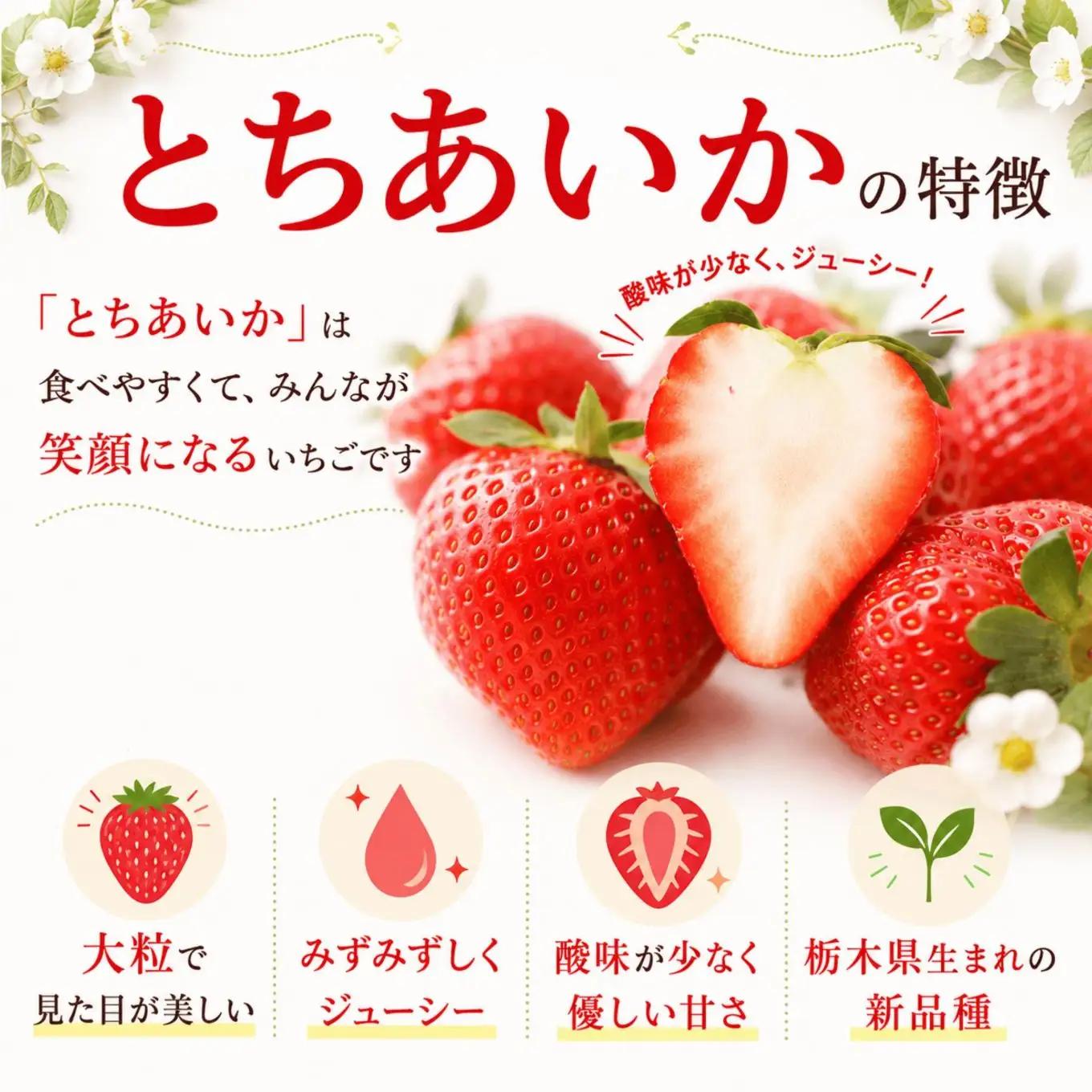 いちご　とちあいか　250g×8パック【2027年 先行予約】 朝採れいちご 