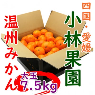 小林果園の温州みかん 約7.5kg　大玉サイズ【C24−33】【1519492】