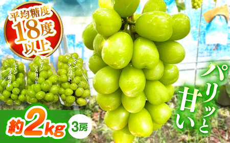 シャインマスカット 約2kg（3房）/ シャインマスカット しゃいんますかっと ぶどう ブドウ / 南島原市 / ガマダスぶどう園[SGL001]
