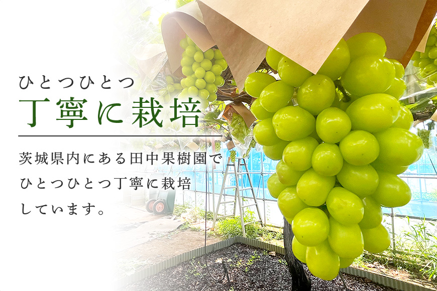 【数量限定 / 期間限定】 シャインマスカット 約2kg（2房〜3房） ブドウ ぶどう 皮ごと食べられる ジューシー 果物 フルーツ くだもの ますかっと 白ぶどう 【9月下旬〜10月下旬順次発送予定
