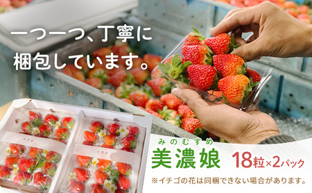 いちご 美濃娘 みのむすめ 18粒×2パック イチゴ 苺 フルーツ 旬 甘い ジューシー 生 美味しい ストロベリー 果物 ギフト 国産 産地直送 農家直送 送料無料 いび大野農園 岐阜県 揖斐川町