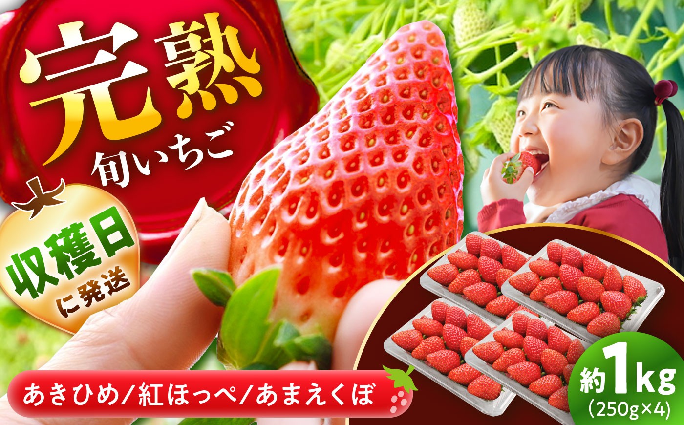 
                  【先行予約】【2027年1月上旬より順次発送】 いちご 250g×4パック 計1kg / いちご 1kg イチゴ 苺 完熟 完熟苺 完熟いちご 完熟イチゴ ストロベリー 紅ほっぺ あまえくぼ あきひめ ichigo strawberry 国産 13000円 新鮮 甘い 果物 フルーツ 冬限定 季節限定 旬 ギフト 贈答 産地直送 / 恵那市 / 阿部農園[AUGA003]
                