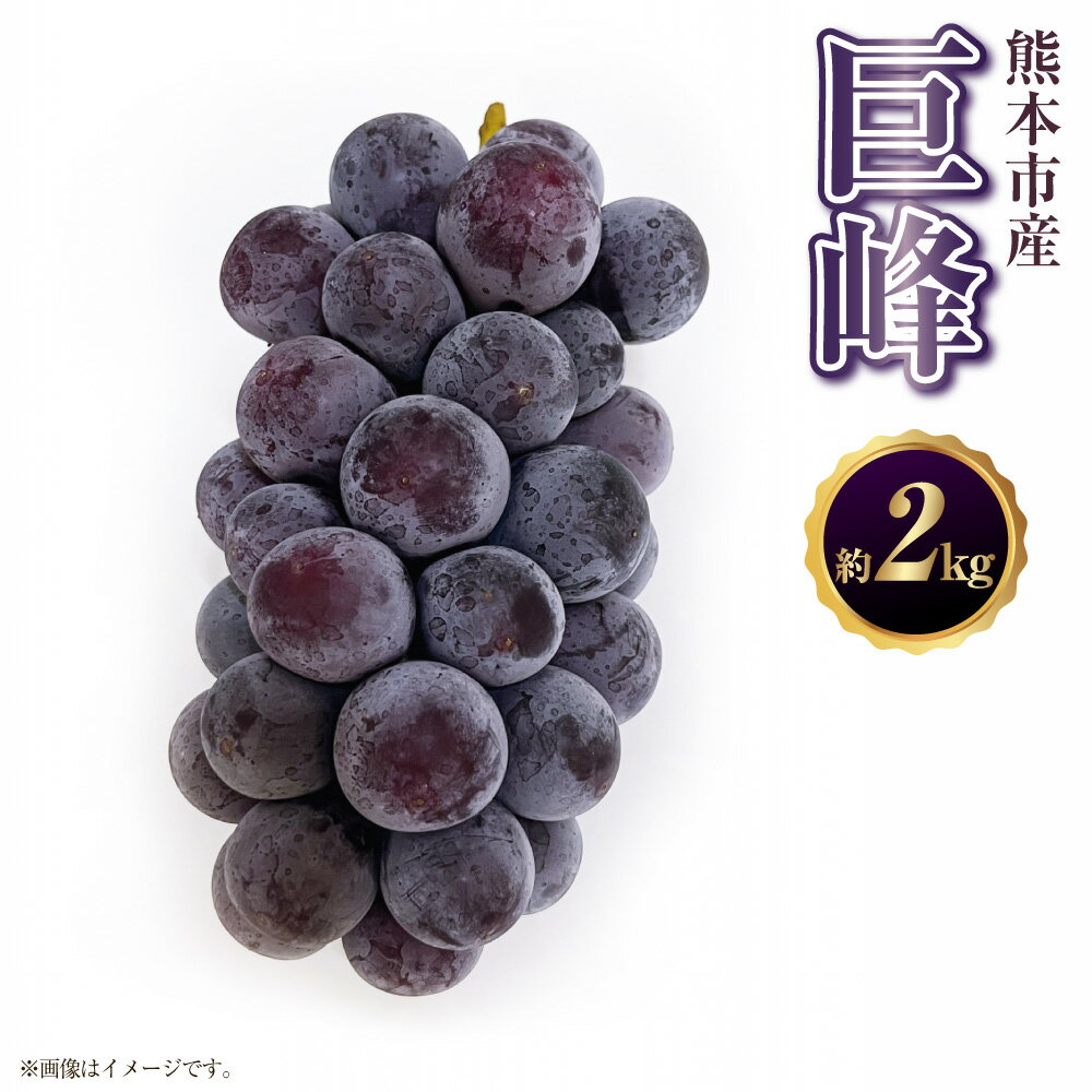 【ふるさと納税】【数量限定】【先行予約】巨峰 約2kg ぶどう ブドウ 葡萄 果物 果実 くだもの フルーツ 熊本県 熊本市 送料無料 【2026年8月上旬～9月上旬発送予定】